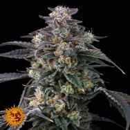 Barneys Farm Seeds Super Boof