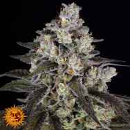 Barneys Farm Seeds Trainwreck