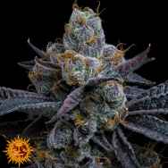 Barneys Farm Seeds White Runtz