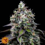 Barneys Farm Seeds Zoap