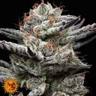 Barneys Farm Seeds & Backpack Boyz Black Cherry Gushers