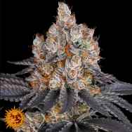 Barneys Farm Seeds Gelato