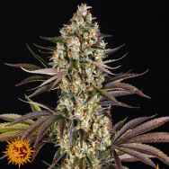 Barneys Farm Seeds OG Kush