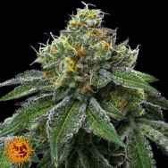 Barneys Farm Seeds & Doja Exclusive RS-11 x Banana OG