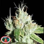 Big Buddha Seeds Black Cheese