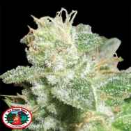 Big Buddha Seeds Head Cheese