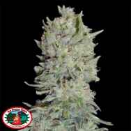 Big Buddha Seeds Hindu Cream