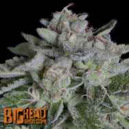 Big Head Seeds Watermelon Zkittlez