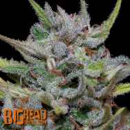 Big Head Seeds White Fire OG Kush