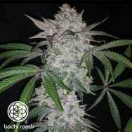 Bodhi Seeds Red Eye Jedi