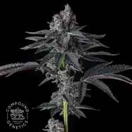 Compound Genetics Seeds Bullz Eye