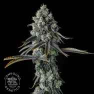 Compound Genetics Seeds Chem 51