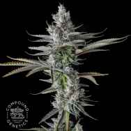 Compound Genetics Seeds Guwop Green