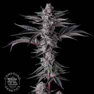 Compound Genetics Seeds New Money