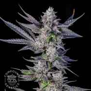 Compound Genetics Seeds Runtz Carlton