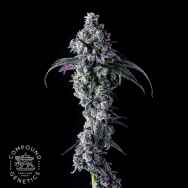 Compound Genetics Seeds UK Riot