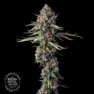 Compound Genetics Seeds Versace Sour