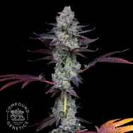 Compound Genetics Seeds Wildcard