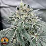 Conscious Genetics Gas Dropz