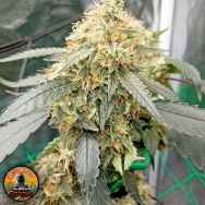 Conscious Genetics OG Scotti