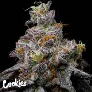 Cookies Seeds Animal Cake x Hollywood