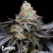 Cookies Seeds Blueberry Bubble Gum