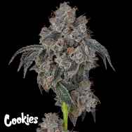 Cookies Seeds Blueberry Cherries