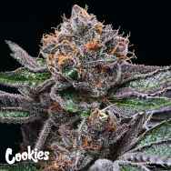 Cookies Seeds Candy Candy