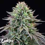 Cookies Seeds Cherry Cooks