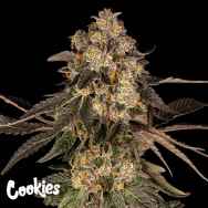 Cookies Seeds Cherry Fritter