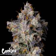 Cookies Seeds Cherry Zelato