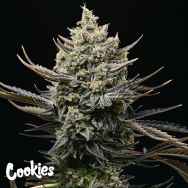 Cookies Seeds Corn Syrup