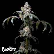 Cookies Seeds Dirty Diana