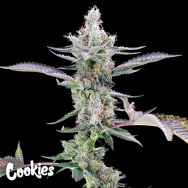 Cookies Seeds Dirty Money