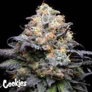 Cookies Seeds Double Sherb