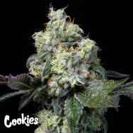 Cookies Seeds Elephant Trunk