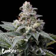 Cookies Seeds GMO x Hollywood