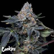 Cookies Seeds Grape Z x Hollywood