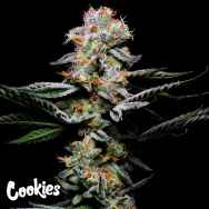 Cookies Seeds Grapefruitz