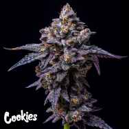 Cookies Seeds Hollywood