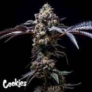 Cookies Seeds Lemon Cherry Pop