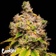 Cookies Seeds Lemon Cherry Sherb