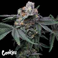 Cookies Seeds Mango Z x Hollywood