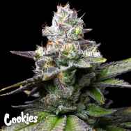 Cookies Seeds Melted Scoopz