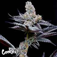 Cookies Seeds Mind Fuck