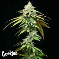 Cookies Seeds Motor City