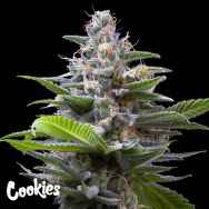 Cookies Seeds Murder Hornet