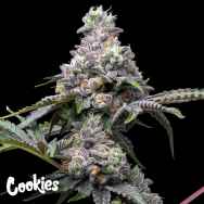 Cookies Seeds Papaya x Hollywood