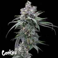 Cookies Seeds Pie Piss