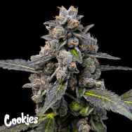 Cookies Seeds Pink Passion Fruit